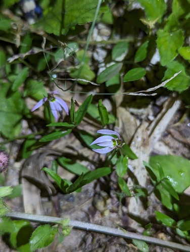Chinese Lobelia
