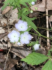 Phacelia purshii