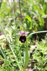 Ophrys bertolonii benacensis