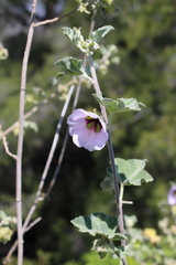 Malva subovata