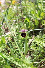 Ophrys bertolonii benacensis