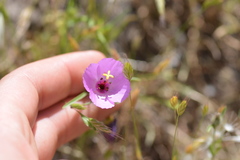 Clarkia arcuata