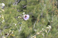 Malva subovata