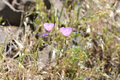 Clarkia arcuata