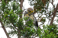 Setophaga chrysoparia