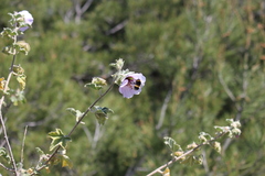 Malva subovata