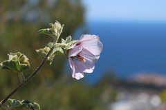 Malva subovata