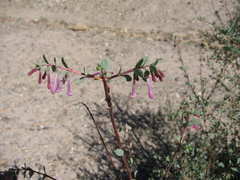 Symphoricarpos longiflorus
