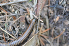 Paeromopodidae