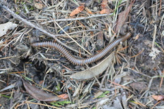 Paeromopodidae