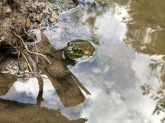 Pelophylax plancyi