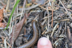 Paeromopodidae