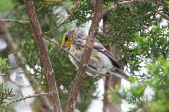 Setophaga chrysoparia