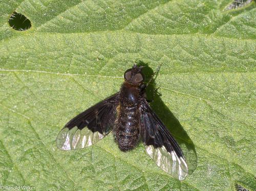 Black Banded Bee Fly, Castricum, Nederland, photo 10 of 10
