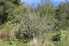 Malva subovata