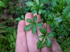 Eleutherococcus sieboldianus