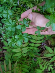 Eleutherococcus sieboldianus