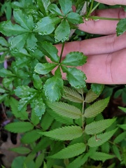 Eleutherococcus sieboldianus