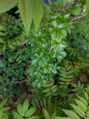 Eleutherococcus sieboldianus