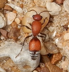 Sphaeropthalminae