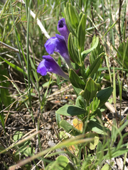 Scutellaria brittonii