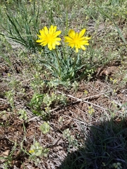 Nothocalais cuspidata