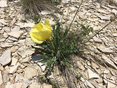 Oenothera howardii