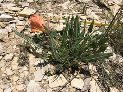 Oenothera howardii