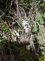 Claytonia