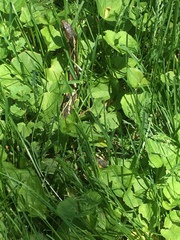 Thamnophis sirtalis