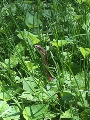 Thamnophis sirtalis