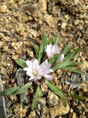 Lewisia brachycalyx