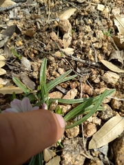 Lewisia brachycalyx