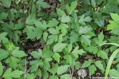 Toxicodendron radicans negundo