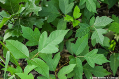 Toxicodendron radicans negundo