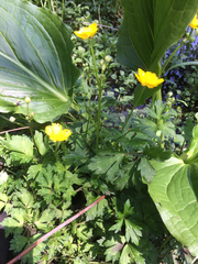 Ranunculus hispidus