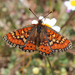 Spanish Fritillary - Photo (c) Owen Beckett, some rights reserved (CC BY-NC-ND), uploaded by Owen Beckett