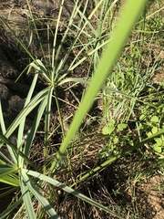 Cyperus sexangularis