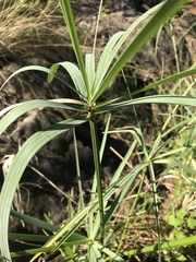 Cyperus sexangularis