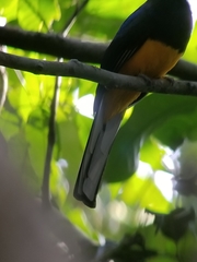 Trogon chionurus