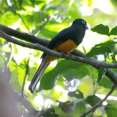 Trogon chionurus