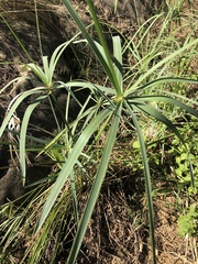 Cyperus sexangularis