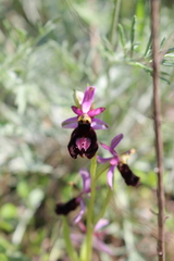Ophrys bertolonii benacensis