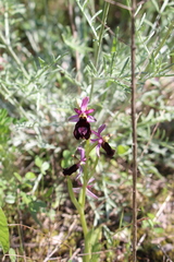 Ophrys bertolonii benacensis