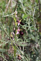 Ophrys bertolonii benacensis