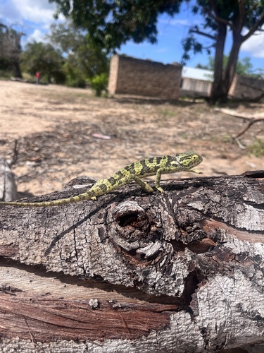 Flap-necked Chameleon