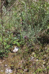 Ophrys bertolonii benacensis