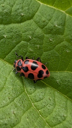 Spotted Pink Lady Beetle, photo 8 of 10