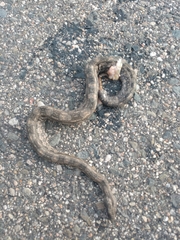 Boa constrictor occidentalis