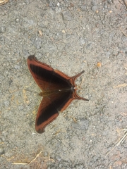 Marpesia zerynthia